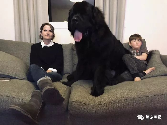 家里有一只大块头纽芬兰犬，是怎样的一种体验？