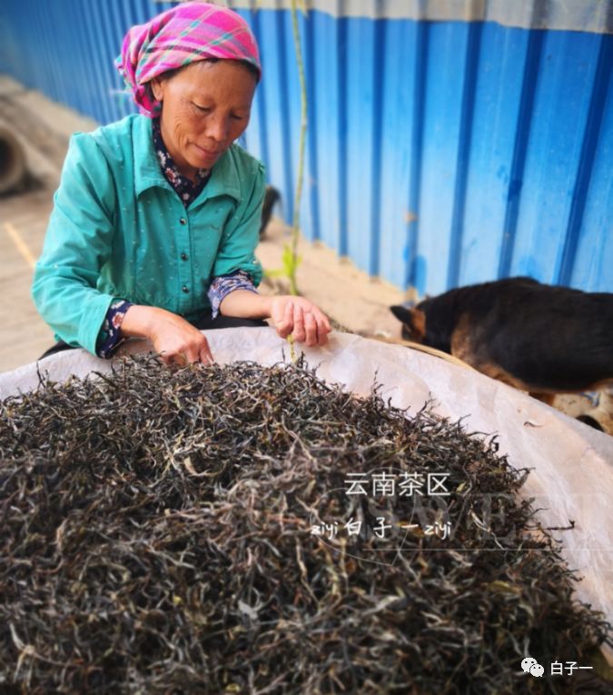 「子一茶课堂」茶里的黄片到底是什么？