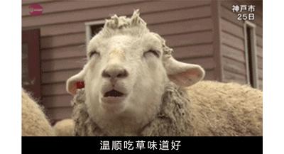 作为内蒙人，山羊这么牛的生物，竟然不了解？