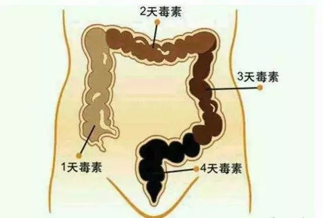 喝水排肠毒清宿便的方法,万病之源肠道菌群