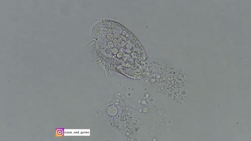 你见过企鹅破壳的瞬间吗,你见过企鹅下蛋吗