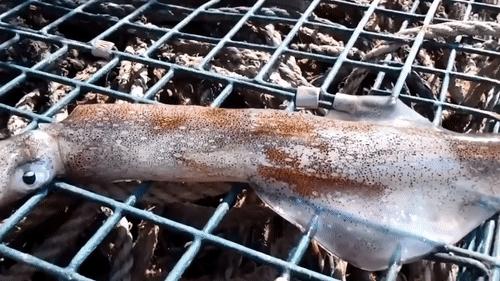 你见过企鹅破壳的瞬间吗,你见过企鹅下蛋吗