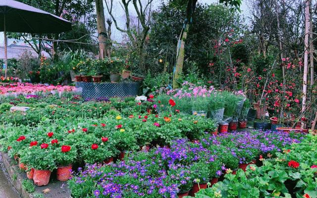 花市买花推荐,今年的花市在哪里逛
