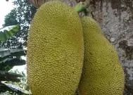 广东特色十大水果,湛江八大水果你知道吗