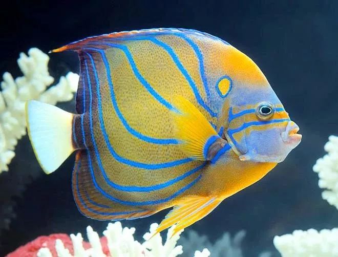 起起伏伏教程,海缸珊瑚的饲养