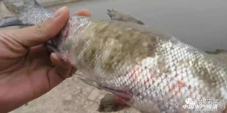 冬末初春，赤皮水霉及其并发症特别要注意