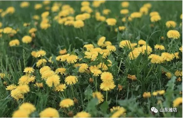 春天吃什么野菜补血最快,春天吃什么野菜下火最多