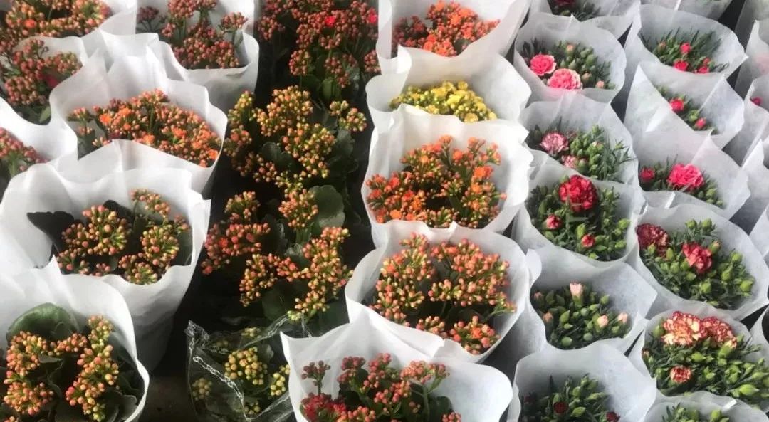 今年的花市在哪里逛,周末去花市买花