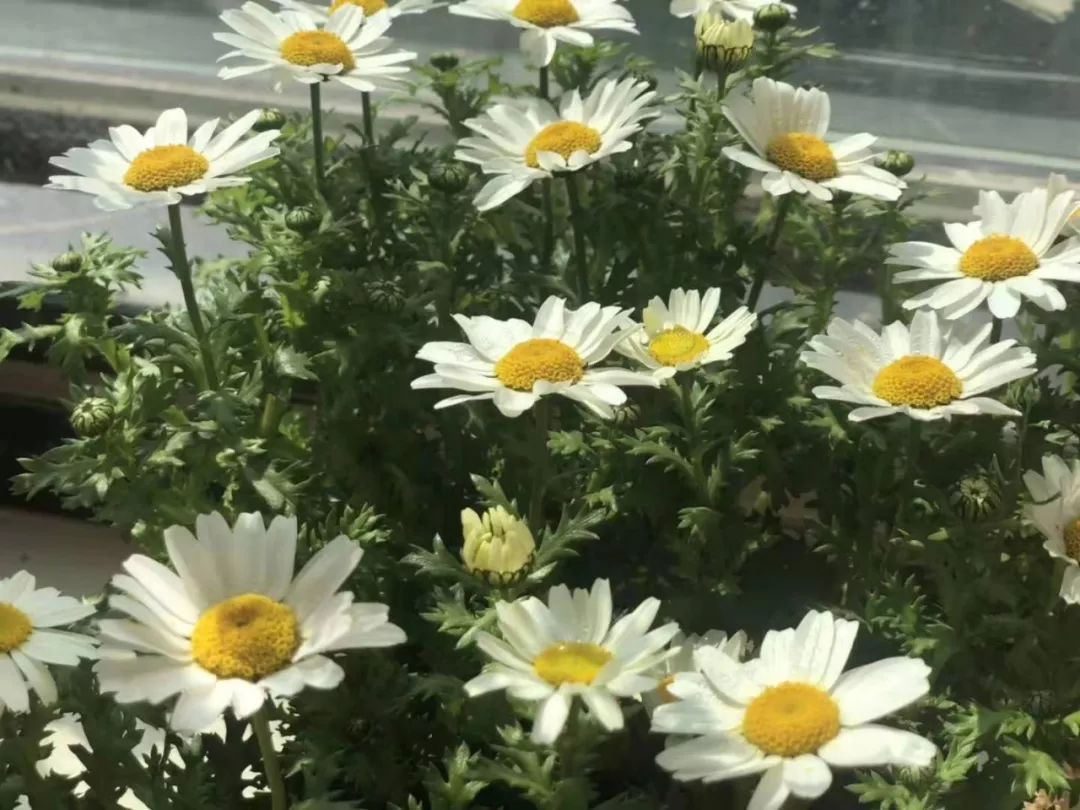 这些东西统统免费却让人幸福感爆棚！有多少秀山人享受到了？