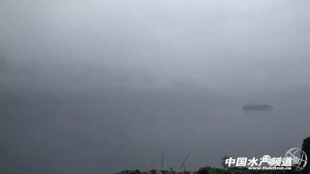 鱼苗放进鱼塘有少数死亡正常吗,放养鱼种要注意什么