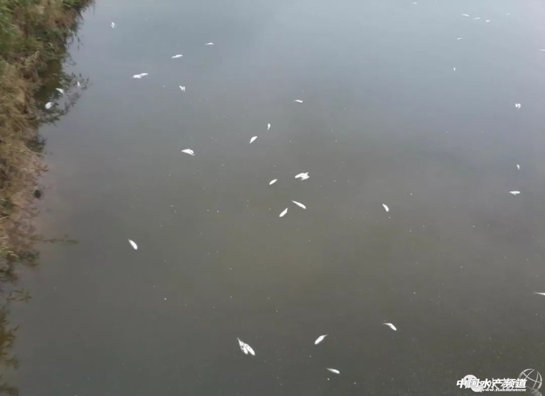 鱼苗放进鱼塘有少数死亡正常吗,放养鱼种要注意什么