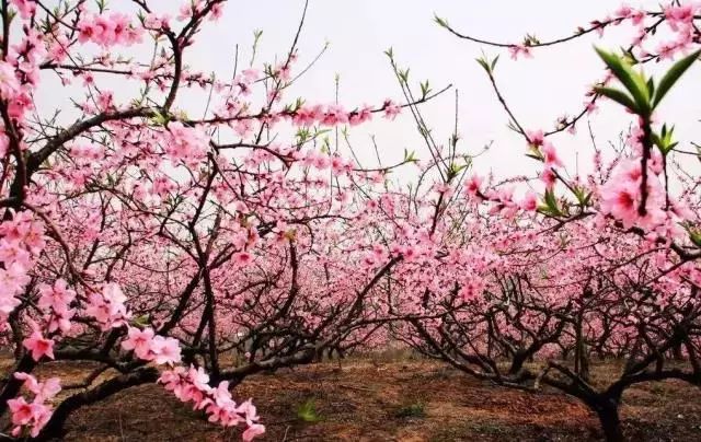 上海人春天爱吃的美食,春天上海最好吃的东西