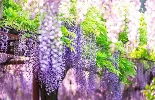 上海人春天爱吃的美食,春天上海最好吃的东西