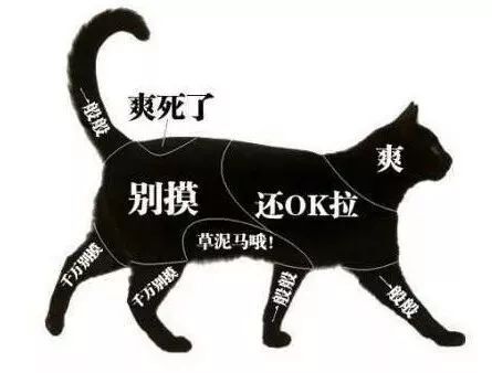 有猫有狗怎么喂粮,有猫有狗好不好