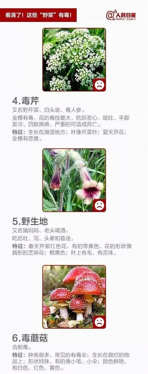 宿州野菜,挖野菜的视频火了