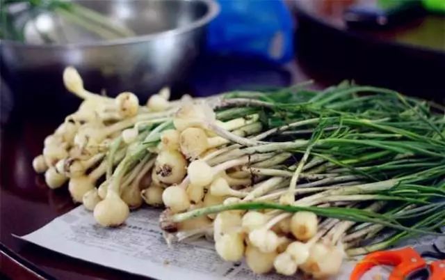 宿州野菜,挖野菜的视频火了