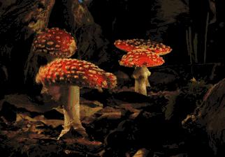 2017毒蘑菇中毒指南,广东进入毒蘑菇高发季节