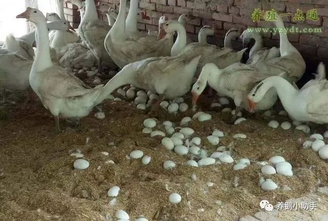 黑龙江春季养鹅如何保暖,怎样养殖鹅下蛋多