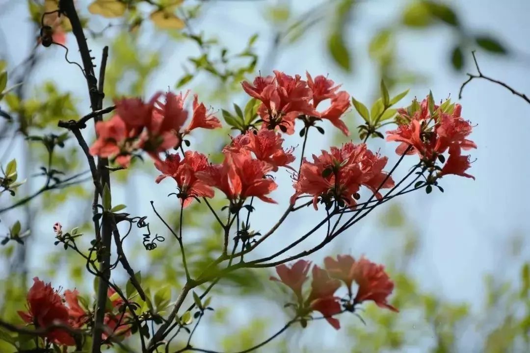 咸宁市赏花景点有哪些景区,诗意踏青春暖花开
