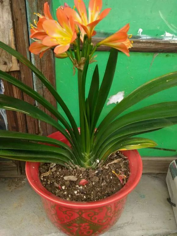 怎样预防和处理君子兰夹箭问题,君子兰夹箭最有效的处理办法