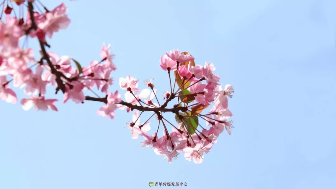 海棠与樱花的区别在哪里,海棠樱花桃花怎么区分