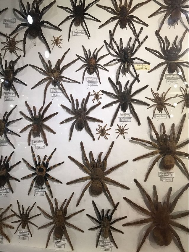 超美媳妇儿与你逃之夭夭大头强小蛮夭毛里求斯蜜月盛典~