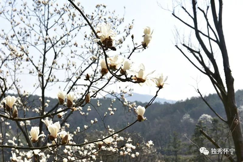又到海螺望春花期,踏青赏花的可以约起了~