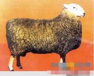 羊品种视频大全,福克羊品种大全