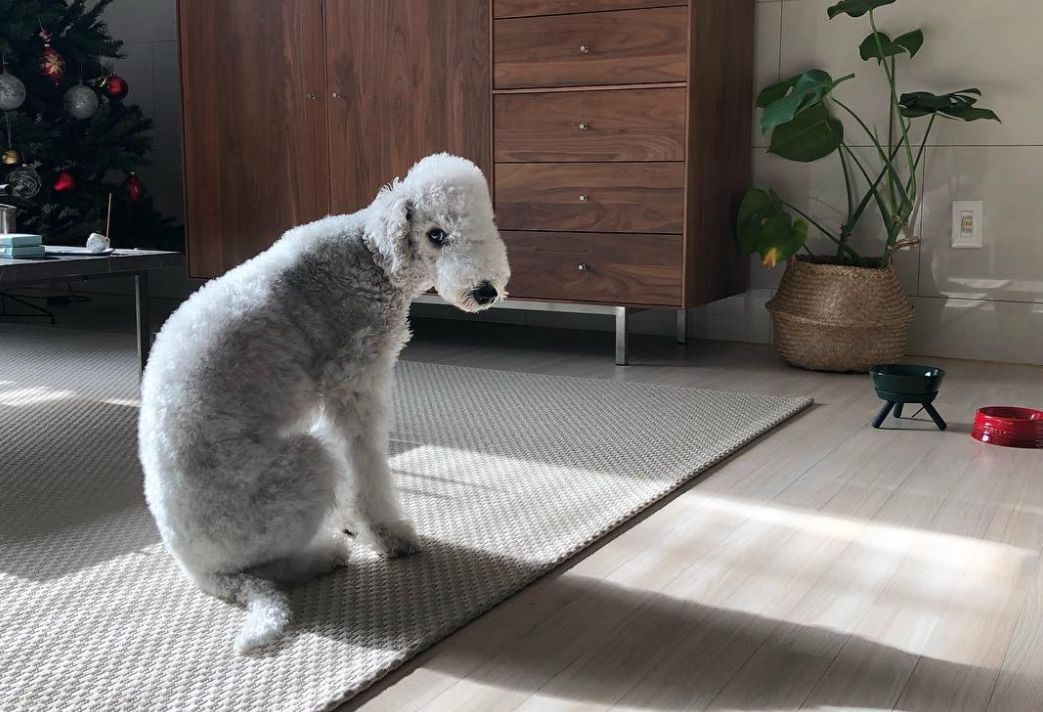 除了长得像绵羊之外,这种狗还另类得可怕!|犬种