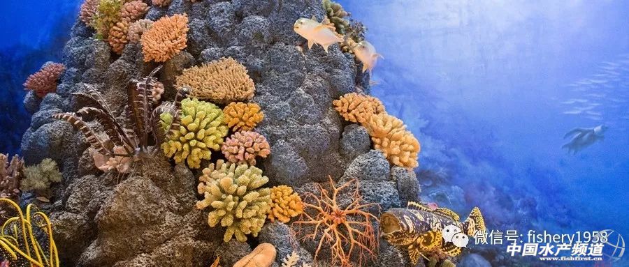 海洋珊瑚保护与修复,保护珊瑚现在的进展
