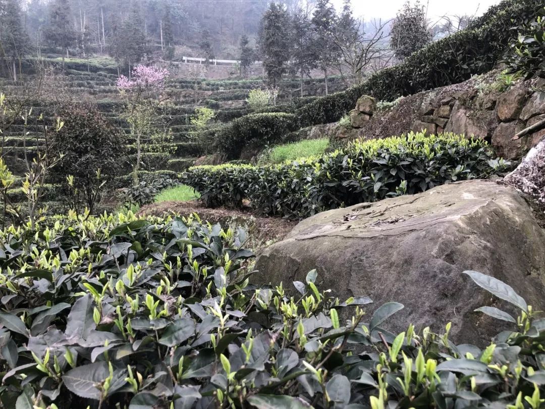 五粮液最近销量怎么样,五粮液逆势前后对比