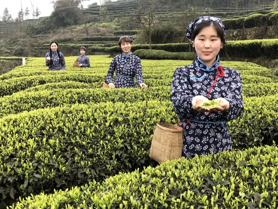 五粮液最近销量怎么样,五粮液逆势前后对比
