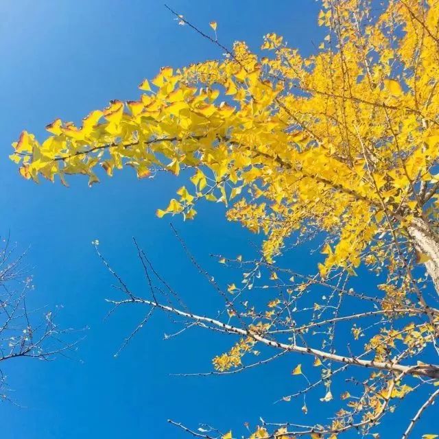 喝茶的人为什么要点香,喝茶用银杯银壶怎么样