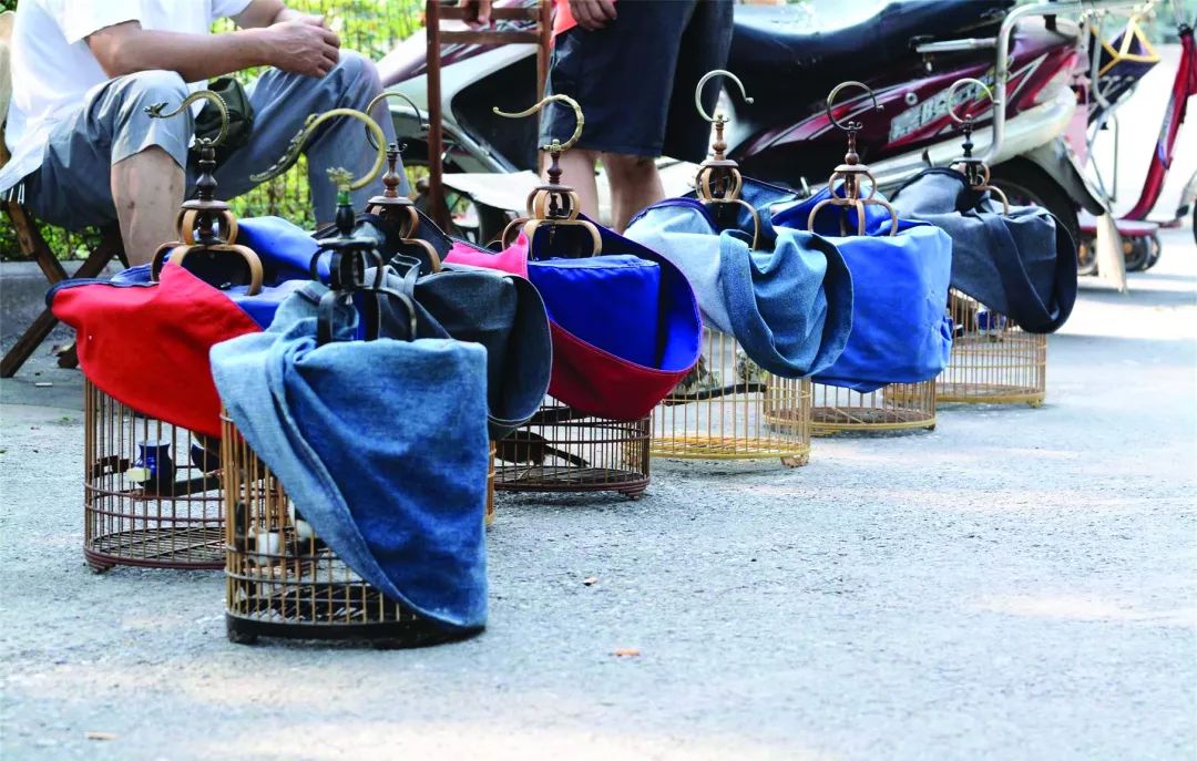 鍗楃楦熺鏂囧寲,楦熺鏂囧寲鐮旂┒