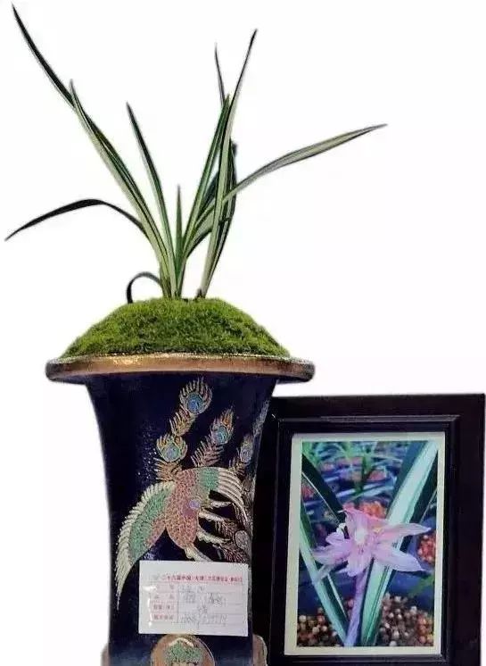 十几万一棵的多肉,一盆市价10万的多肉