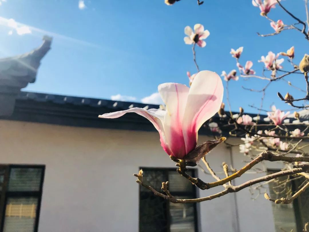 玉兰初绽,玉兰绽放春天如约而至