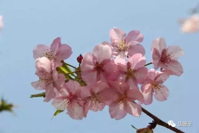 万花丛中,拍照选哪枝?话匣妹手把手教你过春天