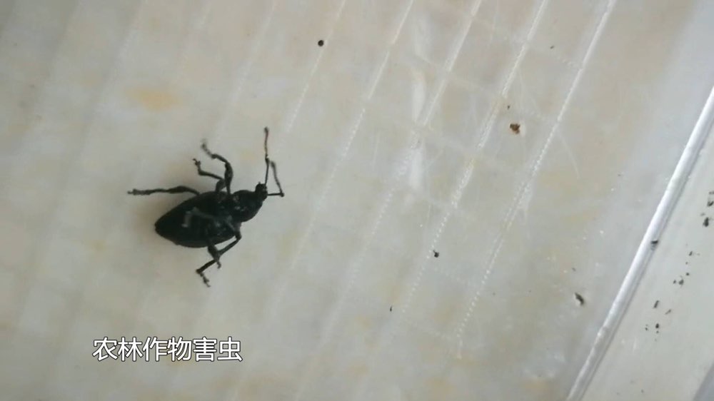 潍坊查获进口花卉盆栽，内含国际一类害虫，国内无天敌