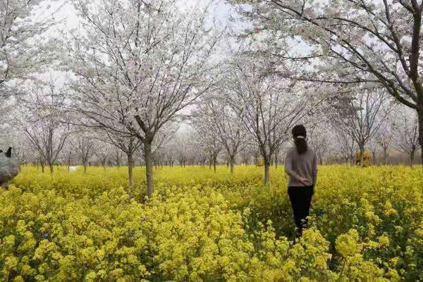 春游郑州这份赏花攻略请收好,郑州自驾踏青赏花好去处