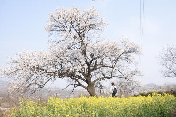 春游郑州这份赏花攻略请收好,郑州自驾踏青赏花好去处