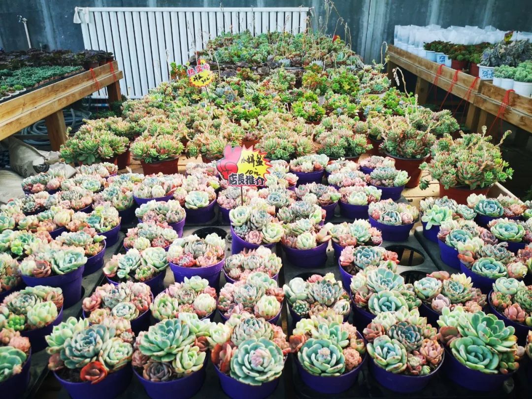 西安最大花卉交易市场,西安朱宏路丰产路巨坤花卉市场