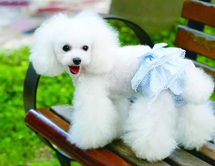 狗狗生理期可以穿生理裤吗,狗狗不喜欢穿生理裤怎么办