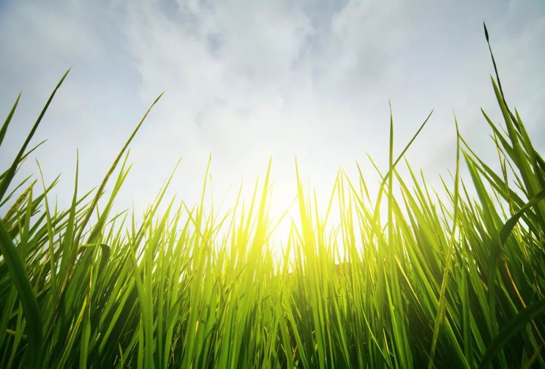 今日春分春风十里莫负时光,今日春分惜取春光莫负今朝