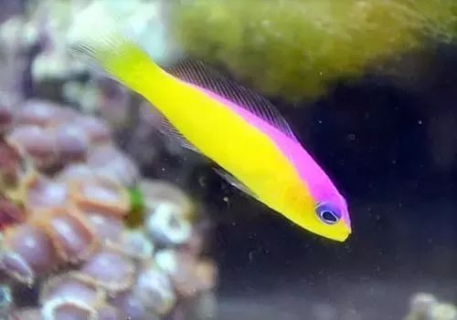 海水鱼缸微缸,如何打造一个海水缸