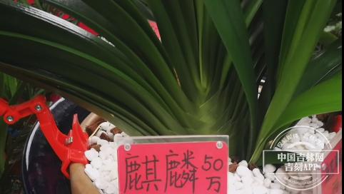 第十四届长春君子兰节,第十七届长春君子兰节地址