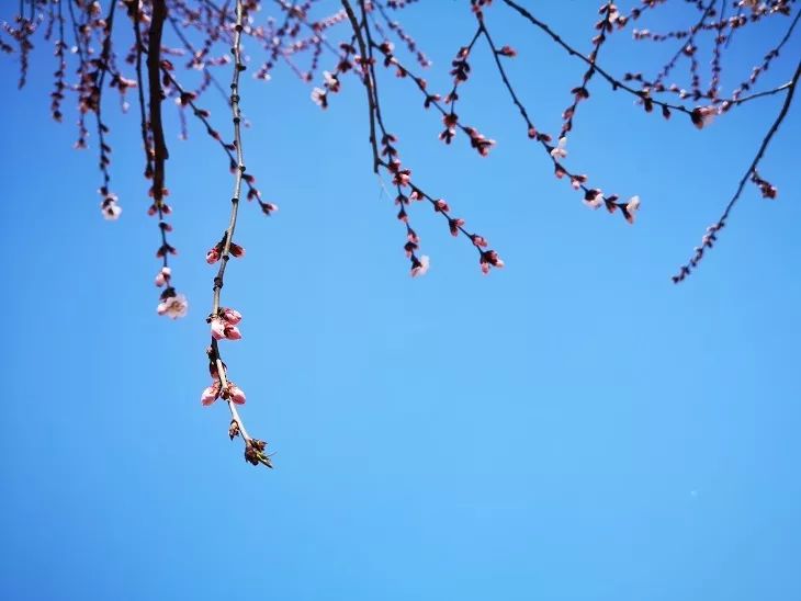 西检播报高清视频,西检动态图