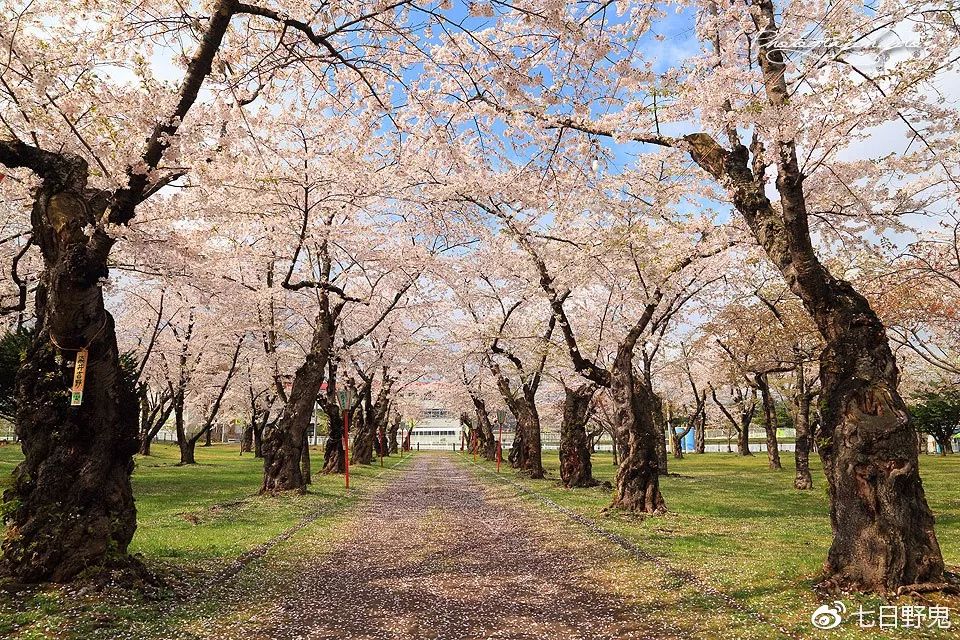 2019年日本大赏排行榜,2018全日本赏樱花旅游攻略