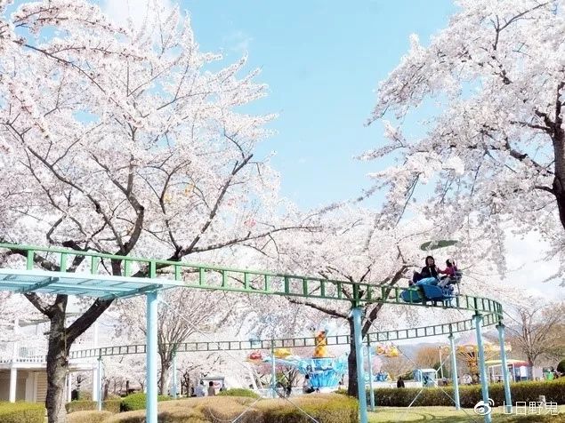 2019年日本大赏排行榜,2018全日本赏樱花旅游攻略