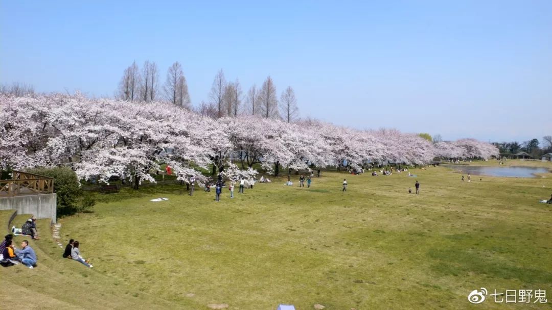 2019年日本大赏排行榜,2018全日本赏樱花旅游攻略
