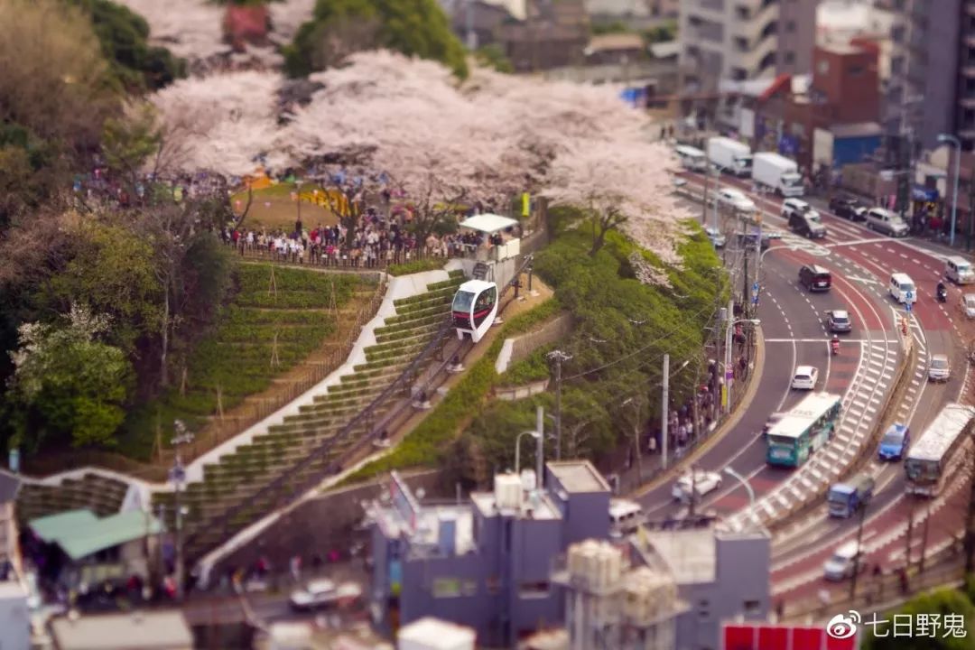 2019年日本大赏排行榜,2018全日本赏樱花旅游攻略